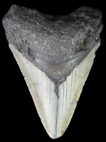 Bargain, Megalodon Tooth - North Carolina #67052